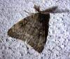 Lymantria dispar